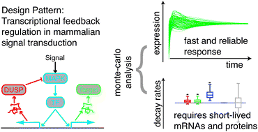 Graphical abstract: Transcriptional feedbacks in mammalian signal transduction pathways facilitate rapid and reliable protein induction