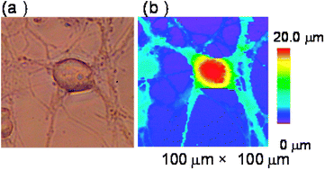 Graphical abstract: Topographic imaging of convoluted surface of live cells by scanning ion conductance microscopy in a standing approach mode