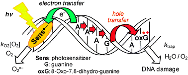 Graphical abstract: 8-Oxo-7,8-dihydro-2′-deoxyguanosine produces a long-lived charge-separated state during the photosensitized one-electron oxidation of DNA resulting in efficient and exclusive degradation