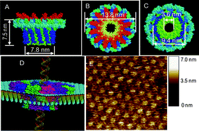 Graphical abstract: Robust properties of membrane-embedded connector channel of bacterial virus phi29 DNA packaging motor