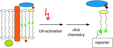 Graphical abstract: Proteome-wide detection of phospholipid–protein interactions in mitochondria by photocrosslinking and click chemistry
