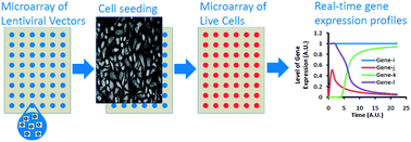 Graphical abstract: Lentiviral microarrays for real-time monitoring of gene expression dynamics
