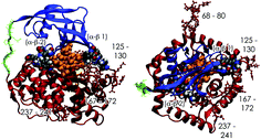Graphical abstract: The binding of vitamin B12 to transcobalamin(II); structural considerations for bioconjugate design—a molecular dynamics study