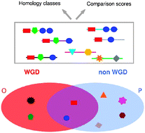 Graphical abstract: Identity and divergence of protein domain architectures after the yeast whole-genome duplication event
