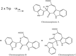 Graphical abstract: Novel tryptophan metabolites, chromoazepinone A, B and C, produced by a blocked mutant of Chromobacterium violaceum, the biosynthetic implications and the biological activity of chromoazepinone A and B