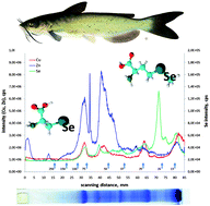 Graphical abstract: Selenium speciation in different organs of African catfish (Clarias gariepinus) enriched through a selenium-enriched garlic based diet