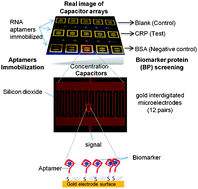 Graphical abstract: Label-free RNA aptamer-based capacitive biosensor for the detection of C-reactive protein