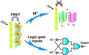 Graphical abstract: Logic gates and pH sensing devices based on a supramolecular telomere DNA/conjugated polymer system