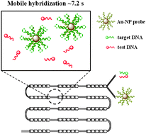 Graphical abstract: Enhanced mobile hybridization of gold nanoparticles decorated with oligonucleotide in microchannel devices