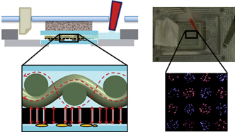 Graphical abstract: Microfluidic perfusion system for culturing and imaging yeast cell microarrays and rapidly exchanging media