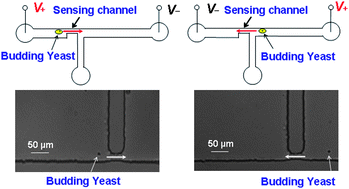 Graphical abstract: Measurement of the volume growth rate of single budding yeast with the MOSFET-based microfluidic Coulter counter