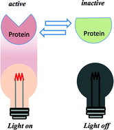 Graphical abstract: Reversible photoswitching of protein function