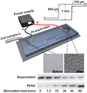 Graphical abstract: One-step extraction of subcellular proteins from eukaryotic cells