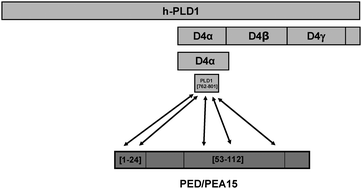 Graphical abstract: Residues 762–801 of PLD1 mediate the interaction with PED/PEA15