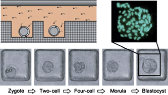 Graphical abstract: Integration of single oocyte trapping, in vitrofertilization and embryo culture in a microwell-structured microfluidic device