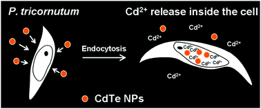 Graphical abstract: Free cadmium ions released from CdTe-based nanoparticles and their cytotoxicity on Phaeodactylum tricornutum