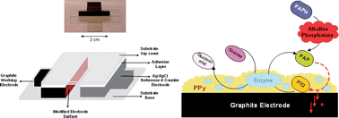 Graphical abstract: Screen-printed microsystems for the ultrasensitive electrochemical detection of alkaline phosphatase