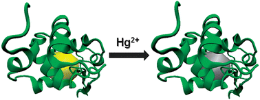 Graphical abstract: Lysozyme-stabilized gold fluorescent cluster: Synthesis and application as Hg2+ sensor
