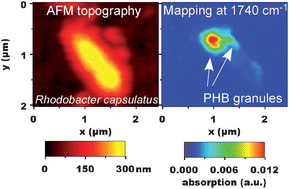 Graphical abstract: In situ identification and imaging of bacterial polymer nanogranules by infrared nanospectroscopy