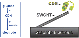 Graphical abstract: A third generation glucose biosensor based on cellobiose dehydrogenase from Corynascus thermophilus and single-walled carbon nanotubes