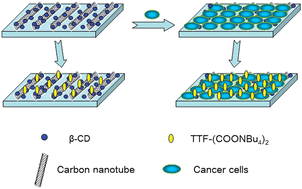 Graphical abstract: Highly sensitive identification of cancer cells by combining the new tetrathiafulvalene derivative with a β-cyclodextrin/multi-walled carbon nanotubes modified GCE
