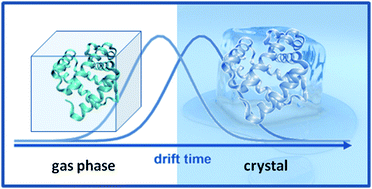 Graphical abstract: How useful is ion mobility mass spectrometry for structural biology? The relationship between protein crystal structures and their collision cross sections in the gas phase