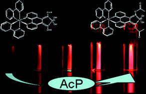 Graphical abstract: Luminescent ruthenium probe for the determination of acetyl phosphate in complex biological matrices
