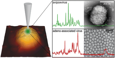 Graphical abstract: Evaluation of tip-enhanced Raman spectroscopy for characterizing different virus strains