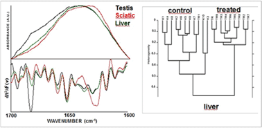 Graphical abstract: Evaluation and discrimination of simvastatin-induced structural alterations in proteins of different rat tissues by FTIR spectroscopy and neural network analysis