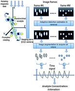 Graphical abstract: Improved detectability and signal strength for rotating phase fluorescence immunoassays through image processing