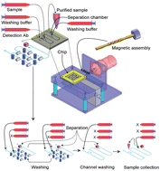 Graphical abstract: Simultaneous sample washing and concentration using a “trapping-and-releasing” mechanism of magnetic beads on a microfluidic chip