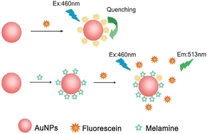 Graphical abstract: Sensitive turn-on fluorescent detection of melamine based on fluorescence resonance energy transfer