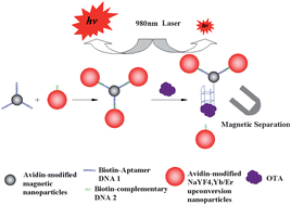 Graphical abstract: Aptamer-functionalized magnetic nanoparticle-based bioassay for the detection of ochratoxin a using upconversion nanoparticles as labels