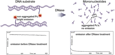 Graphical abstract: Near-IR single fluorophore quenching system based on phthalocyanine (Pc) aggregation and its application for monitoring inhibitor/activator action on a therapeutic target: L1-EN