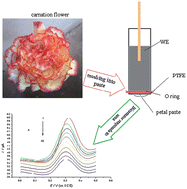 Graphical abstract: A novel urea amperometric biosensor based on secretion of carnation petal cells modified on a graphite-epoxy composite electrode