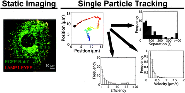 Graphical abstract: Single particle tracking as a method to resolve differences in highly colocalized proteins