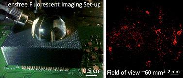 Graphical abstract: Wide-field lensless fluorescent microscopy using a tapered fiber-optic faceplate on a chip