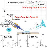Graphical abstract: Direct detection of fatty acid ethyl esters using low temperature plasma (LTP) ambient ionization mass spectrometry for rapid bacterial differentiation