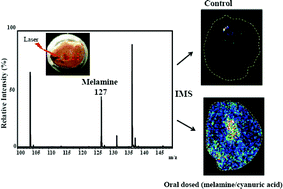 Graphical abstract: The study of the distribution of melamine in rat renal tissues by imaging mass spectrometry