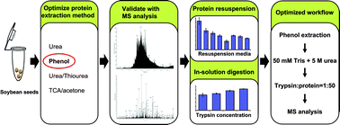 Graphical abstract: Mass spectrometry analysis of soybean seed proteins: optimization of gel-free quantitative workflow