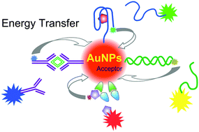 Graphical abstract: Energy transfer with gold nanoparticles for analytical applications in the fields of biochemical and pharmaceutical sciences