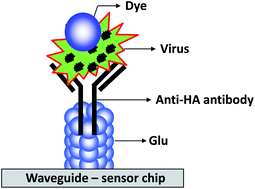 Graphical abstract: Detection of influenza viruses by a waveguide-mode sensor