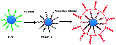 Graphical abstract: Two-step synthesis of high-quality water-soluble near-infrared emitting quantum dots via amphiphilic polymers