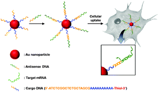 Graphical abstract: A functionalized gold nanoparticles-assisted universal carrier for antisense DNA