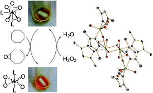 Graphical abstract: Olefin epoxidation by hydrogen peroxide catalysed by molybdenum complexes in ionic liquids and structural characterisation of the proposed intermediate dioxoperoxomolybdenum species