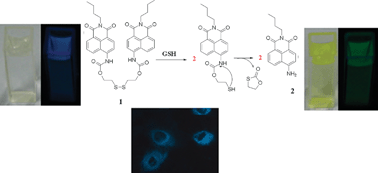 Graphical abstract: A colorimetric and ratiometric fluorescent probe for thiols and its bioimaging applications