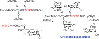 Graphical abstract: Chemoenzymatic synthesis of glycosylphosphatidylinositol-anchored glycopeptides