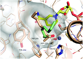 Graphical abstract: Structural insights into substrate specificity and solvent tolerance in alcohol dehydrogenase ADH-‘A’ from Rhodococcus ruber DSM 44541