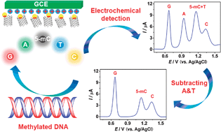 Graphical abstract: Investigation of DNA methylation by direct electrocatalytic oxidation