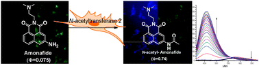 Graphical abstract: Selective and sensitive detection and quantification of arylamine N-acetyltransferase 2 by a ratiometric fluorescence probe